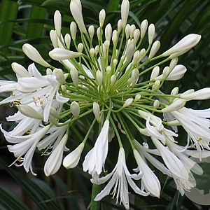 Agapanthus afr. 'Albus' GM P9