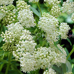 Asclepias inc. 'Ice Ballet' GM P9