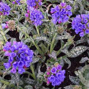 Pulmonaria long. 'E.B. Anderson' GM P9