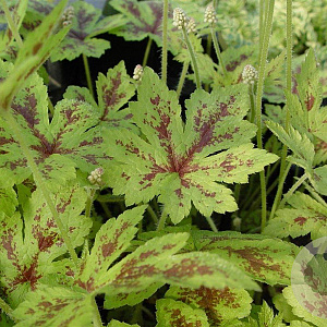 Tiarella c. 'Running Tiger' GM P9