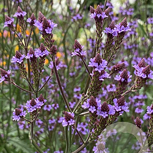 Verbena 'Lavender Spires' GM P9