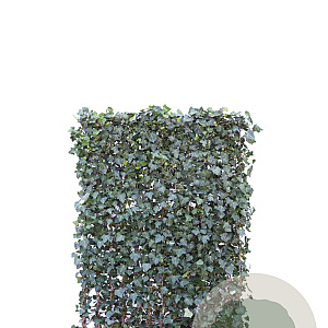 Hedera hel. 'Woerner' 120x180 Mobilane 1-17 st