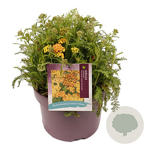 Achillea m. Milly R. Ye. Terracotta GM C5
