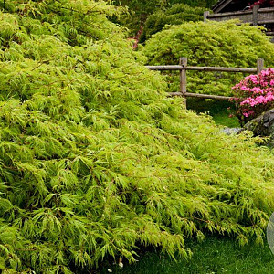 Acer pal. 'Dissectum' 80 cm stam 10L 30-40 bol