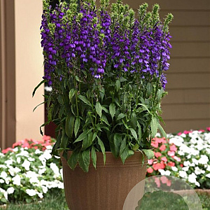 Lobelia s. Starship Blue GM 2,0L