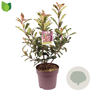Photinia serratifolia Crunchy 60-70 cm 10L