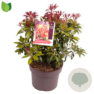 Pieris jap. 'Katsura' 20-30 cm 5,0L
