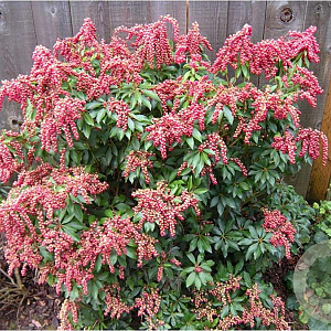 Pieris jap. 'Valley Valentine' 30-40 cm 7,5L