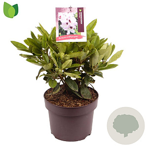 Rhododendron 'Blue Peter' 30-40 cm 5,0L