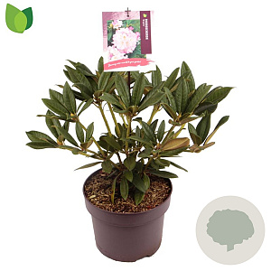 Rhododendron 'Brigitte' 25-30 cm 5,0L