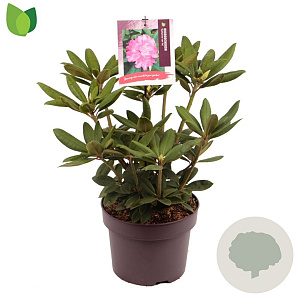 Rhododendron 'Catharine van Tol' 30-40 cm 5,0L