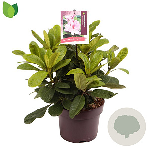 Rhododendron 'Furnivall's Daughter' 30-40 cm 5,0L