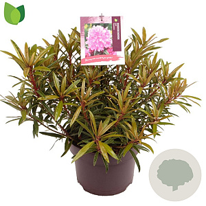 Rhododendron (AP) 'Graziella' 30-35 cm 5,0L