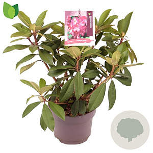 Rhododendron (AK) 'Junifeuer' 30-40 cm 5,0L