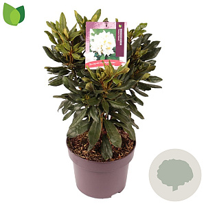 Rhododendron 'Madame Masson' 30-40 cm 5,0L