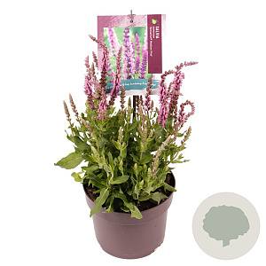 Salvia nem. Sensation Medium Pink GM 2,0L