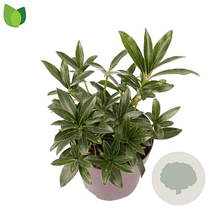 Skimmia j. Rubesta Cuba 15-20 cm P13