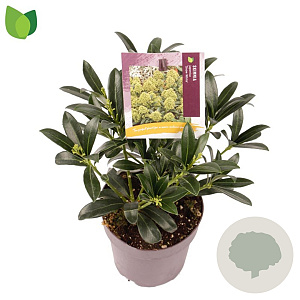 Skimmia j. 'Snow White' 15-20 cm P13