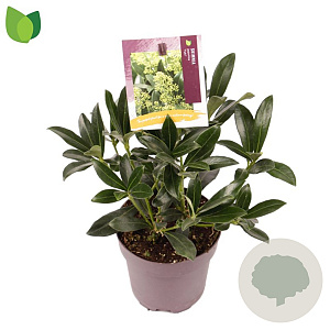 Skimmia j. 'Yuki' 10-15 cm P13