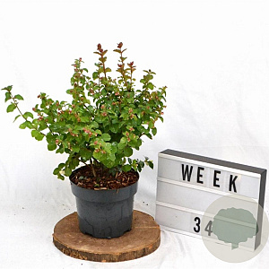 Symphoricarpos Symphony Rock 30-40 cm 3,0L