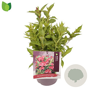 Weigela Cherry Love 30-35 cm 3,0L