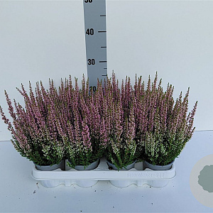 Calluna v. Beauty Ladies Michelle 10-12 cm P10,5