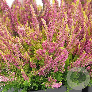 Calluna v. Beauty Ladies Anne-Sofie 10-12 cm P10,5
