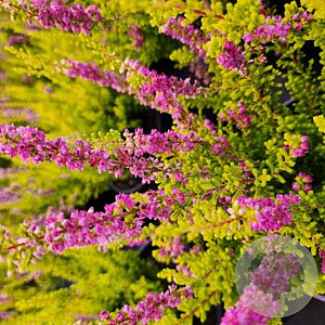Calluna v. Beauty Ladies Lynn 10-12 cm P10,5