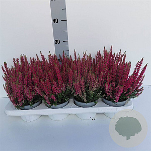 Calluna v. Beauty Ladies Steffie 10-12 cm P10,5