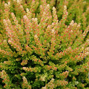 Calluna v. 'Winter Chocolate' 10-12 cm P10,5