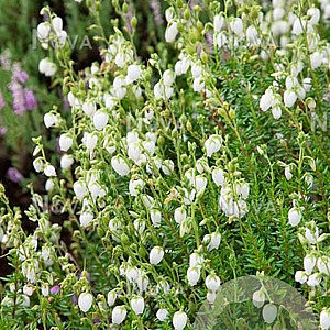 Daboecia c. 'Creeping White' 15 cm P15