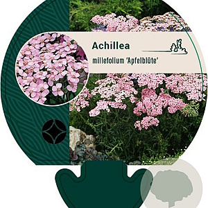 Achillea m. 'Apfelblüte' GM P9