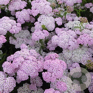 Achillea m. 'Apfelblüte' GM P9