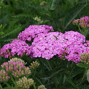 Achillea m. 'Apfelblüte' GM P9