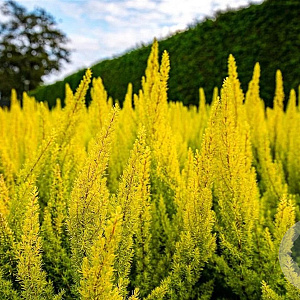 Erica arborea 'Albert's Gold' 15 cm P12