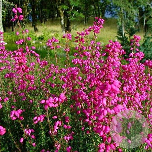 Erica cin. 'C.D. Eason' 10-12 cm P10,5