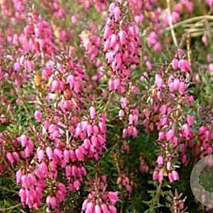 Erica carn. 'Challenger' 10-12 cm P10,5