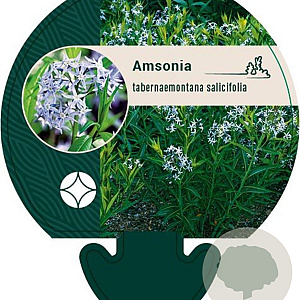 Amsonia tabernaemontana salicifolia GM P9