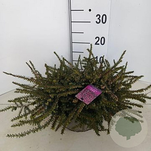 Erica grac. Heidi's Arielle 15 cm P12