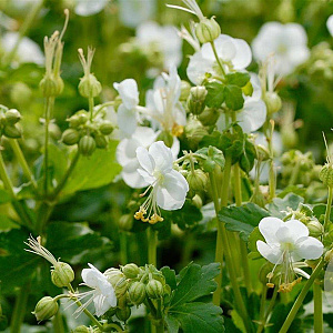 Geranium macr. 'White Ness' GM P9
