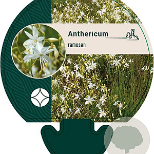 Anthericum ramosum GM P9