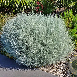 Leucophyta brownii 10-12 cm P10,5