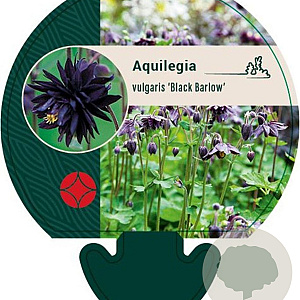 Aquilegia v. 'Black Barlow' GM P9