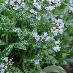 Pulmonaria 'Ocupol' GM P9