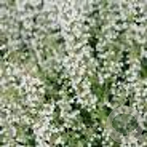 Calamintha nepeta GM P13