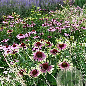 Echinacea p. 'Green Twister' GM P9