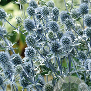 Eryngium pl. 'Blue Hobbit' GM P9