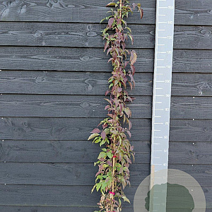Clematis 'Broughton Star' 150-175 cm vierkant rond 5,5L