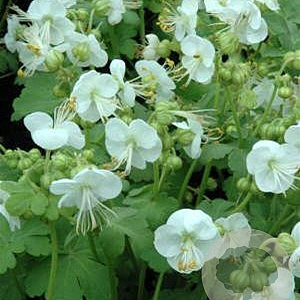 Geranium macr. 'White Ness' GM P9