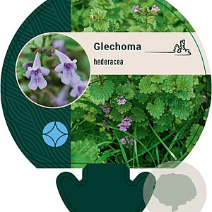 Glechoma hederacea GM P9